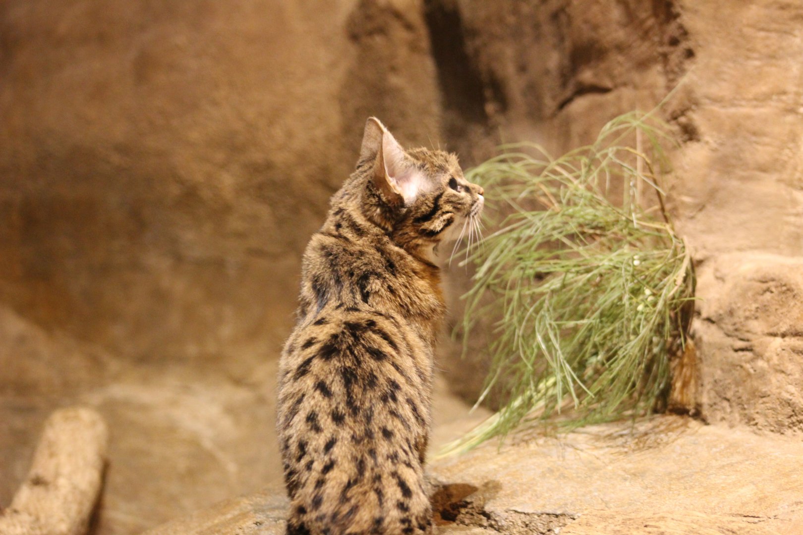 Black-footed cat (felis nigripes)