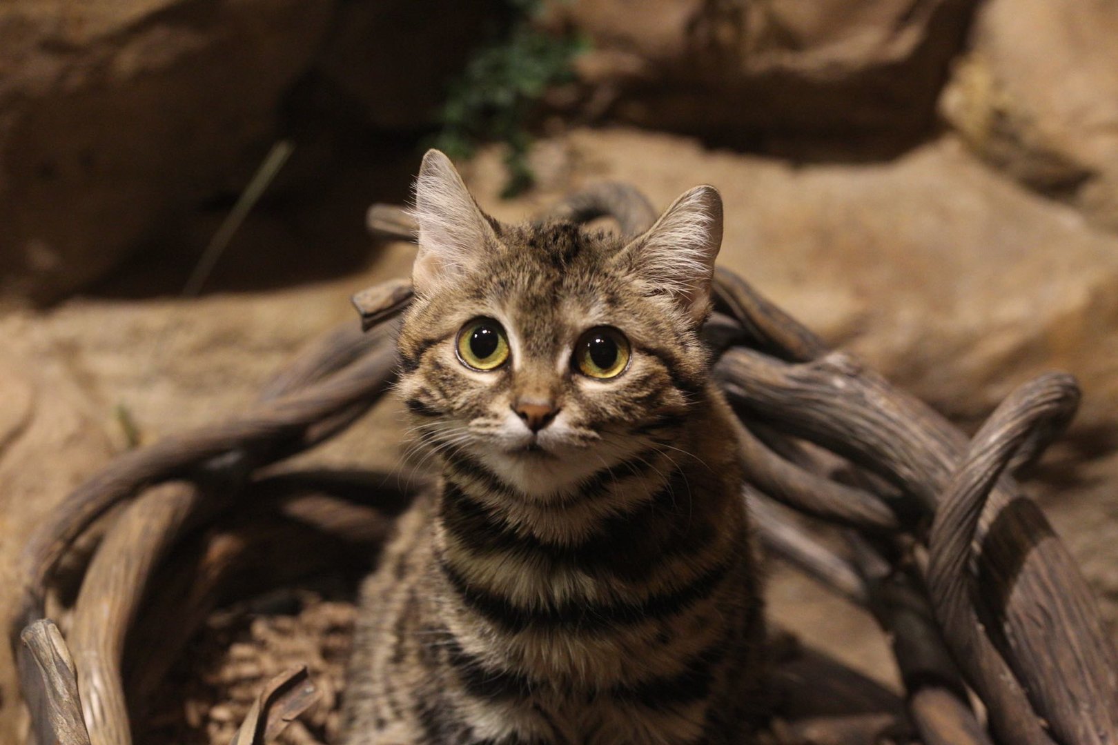 Black-footed cat/ Felis nigripes