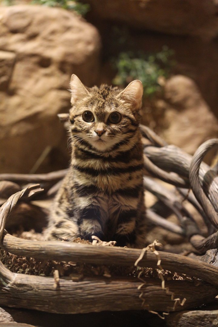 Black-footed cat/ Felis nigripes