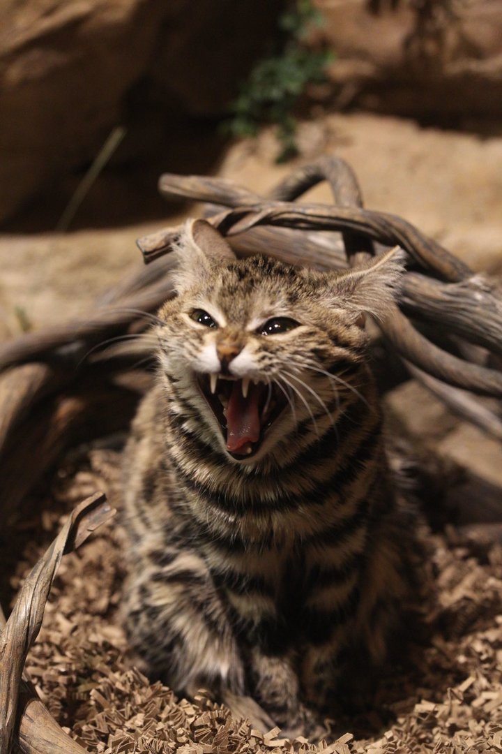 Black-footed cat/ Felis nigripes