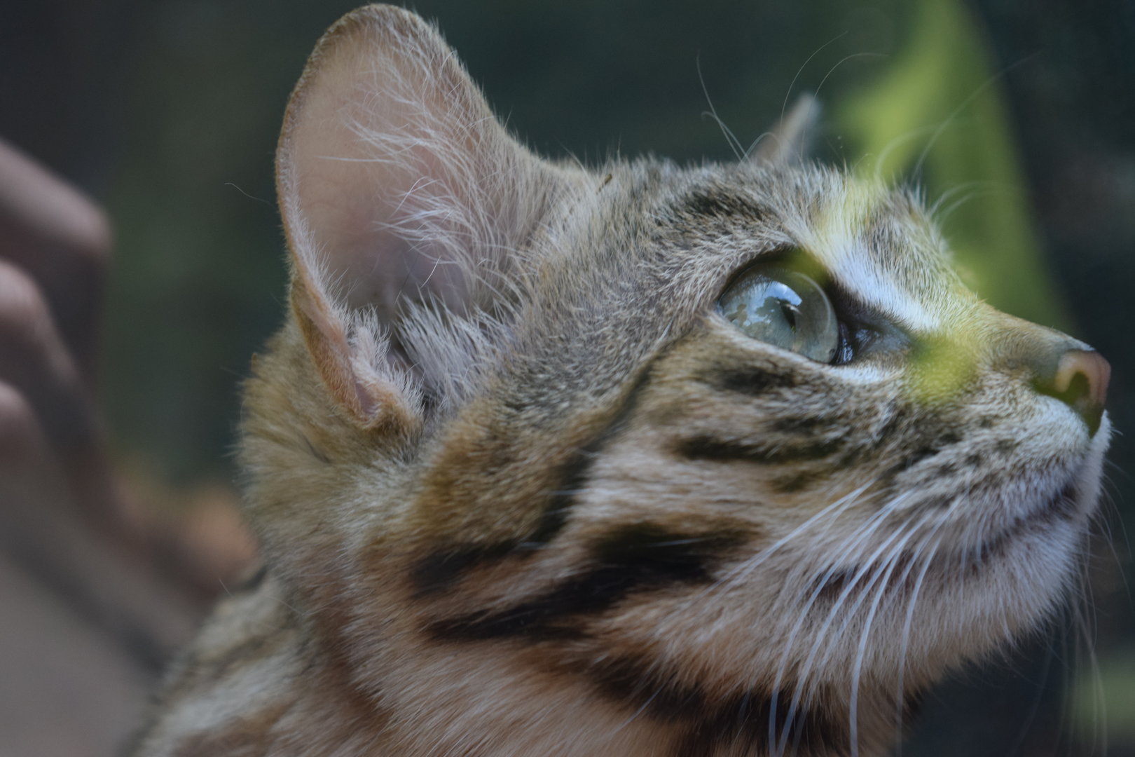 Black-footed Cat (Felis nigripes)