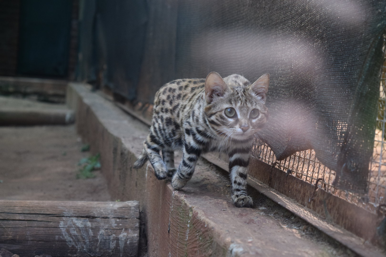 Black-footed Cat (Felis nigripes)