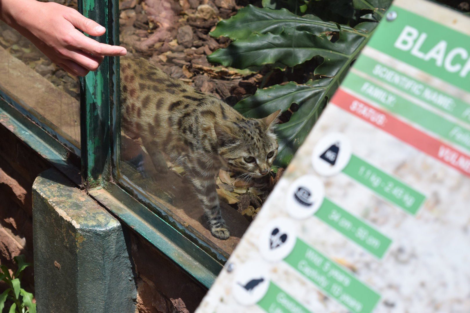 Black-footed Cat (Felis nigripes)