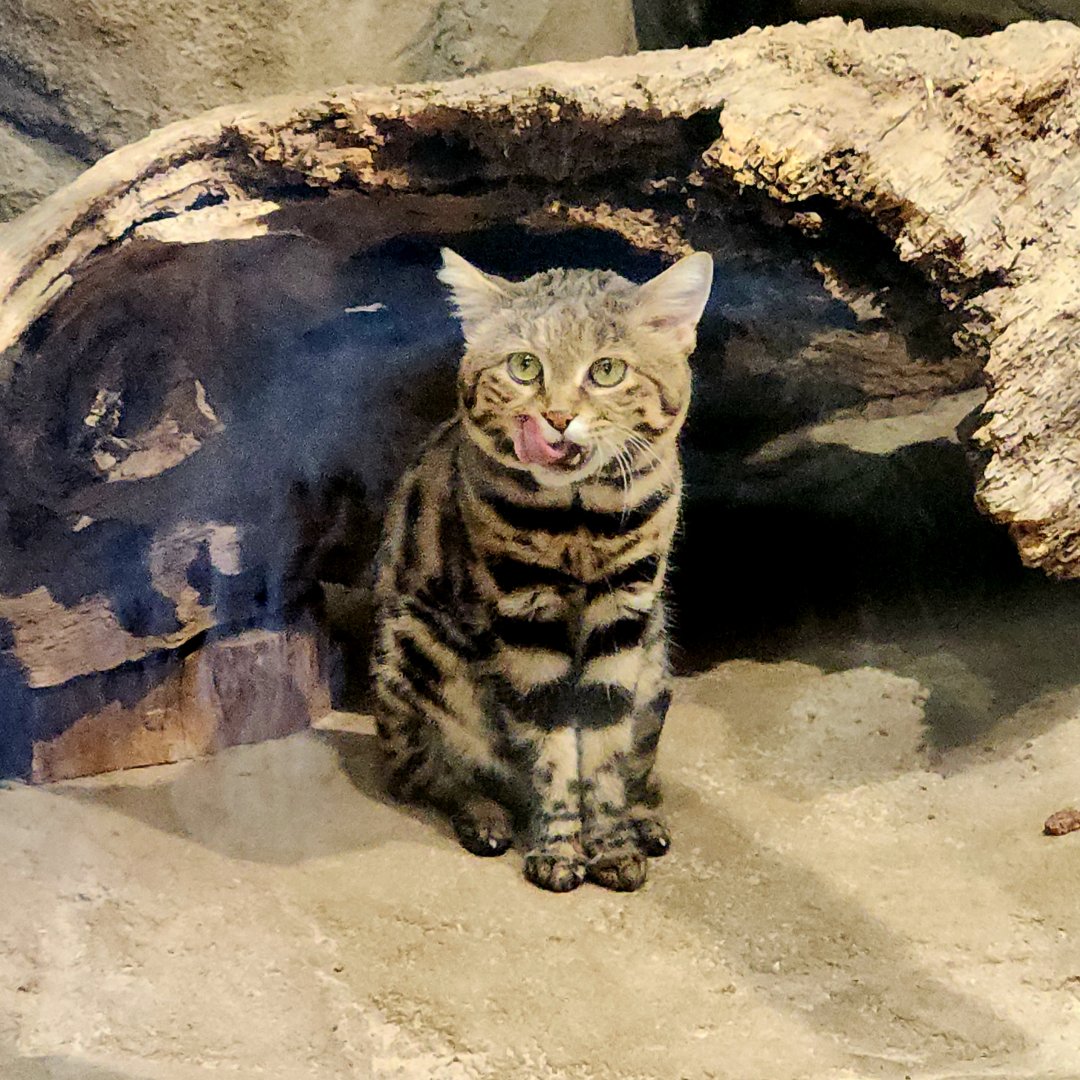Black-Footed Cat (Felis nigripes)