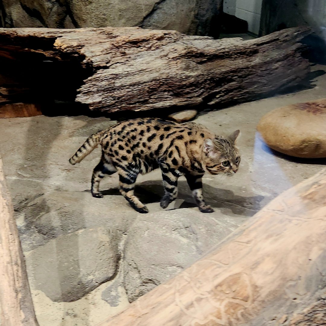Black-Footed Cat (Felis nigripes)