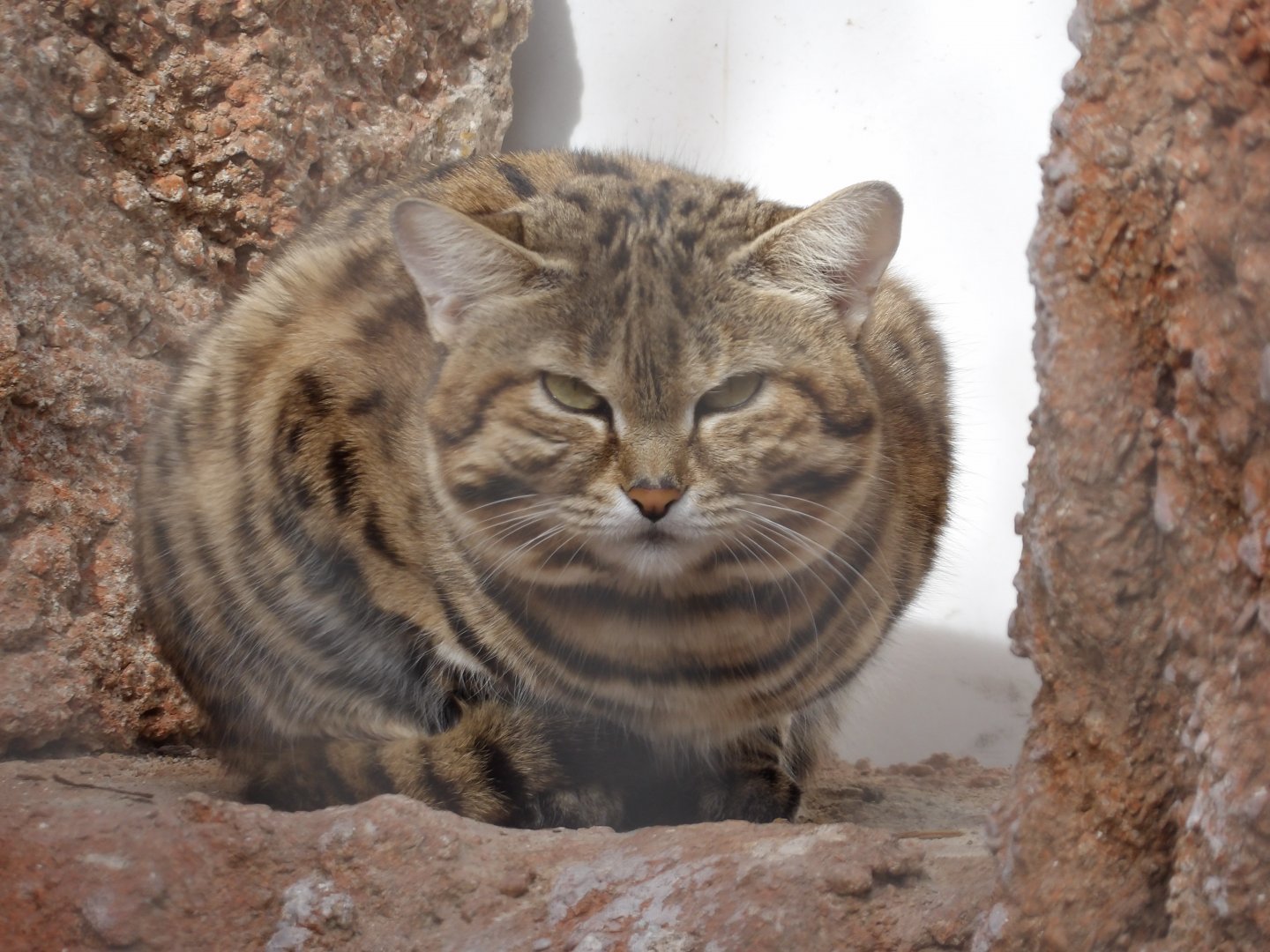 Black-Footed Cat(Felis nigripes)