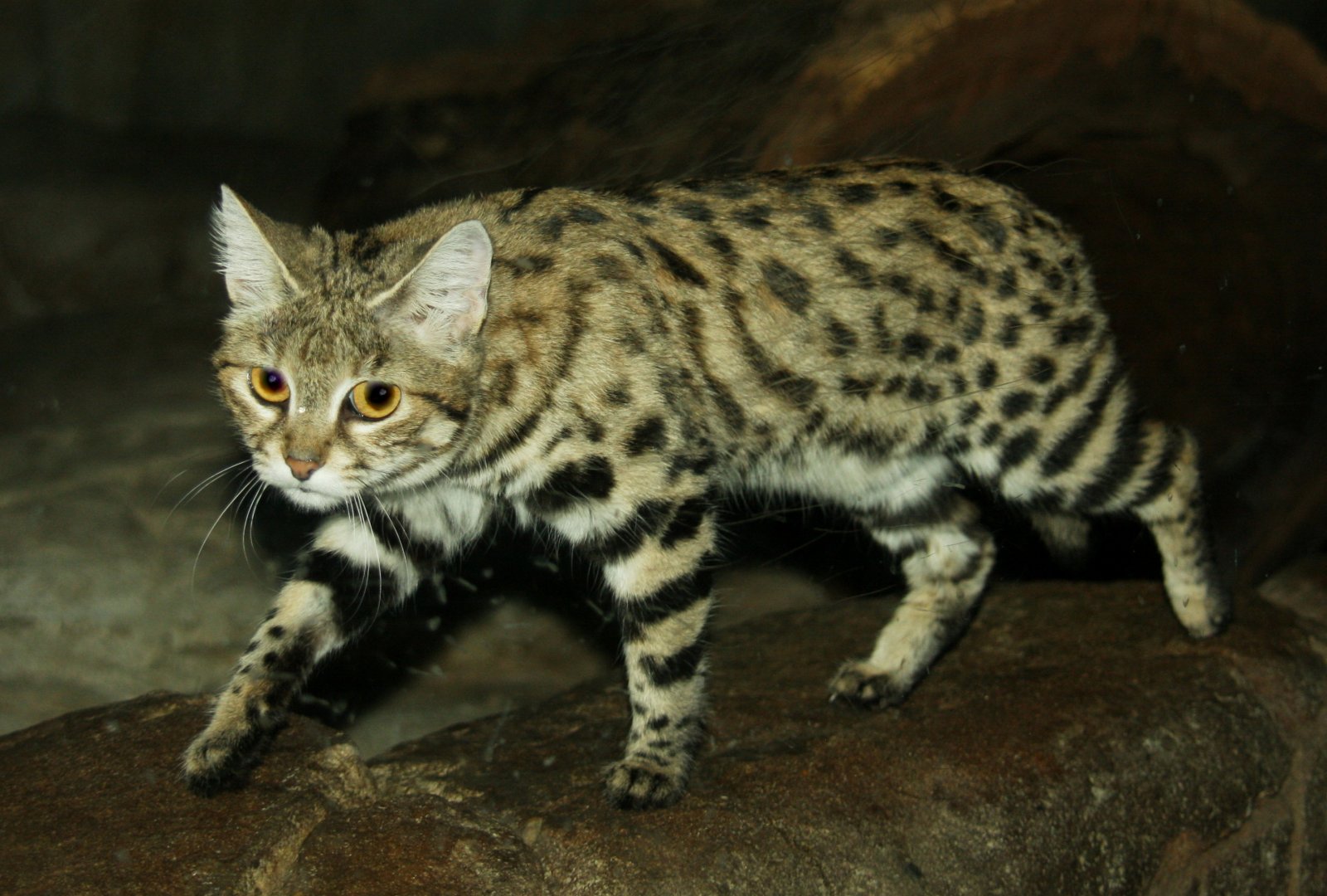black-footed cat (Felis nigripes)