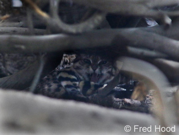 black footed cat (female)