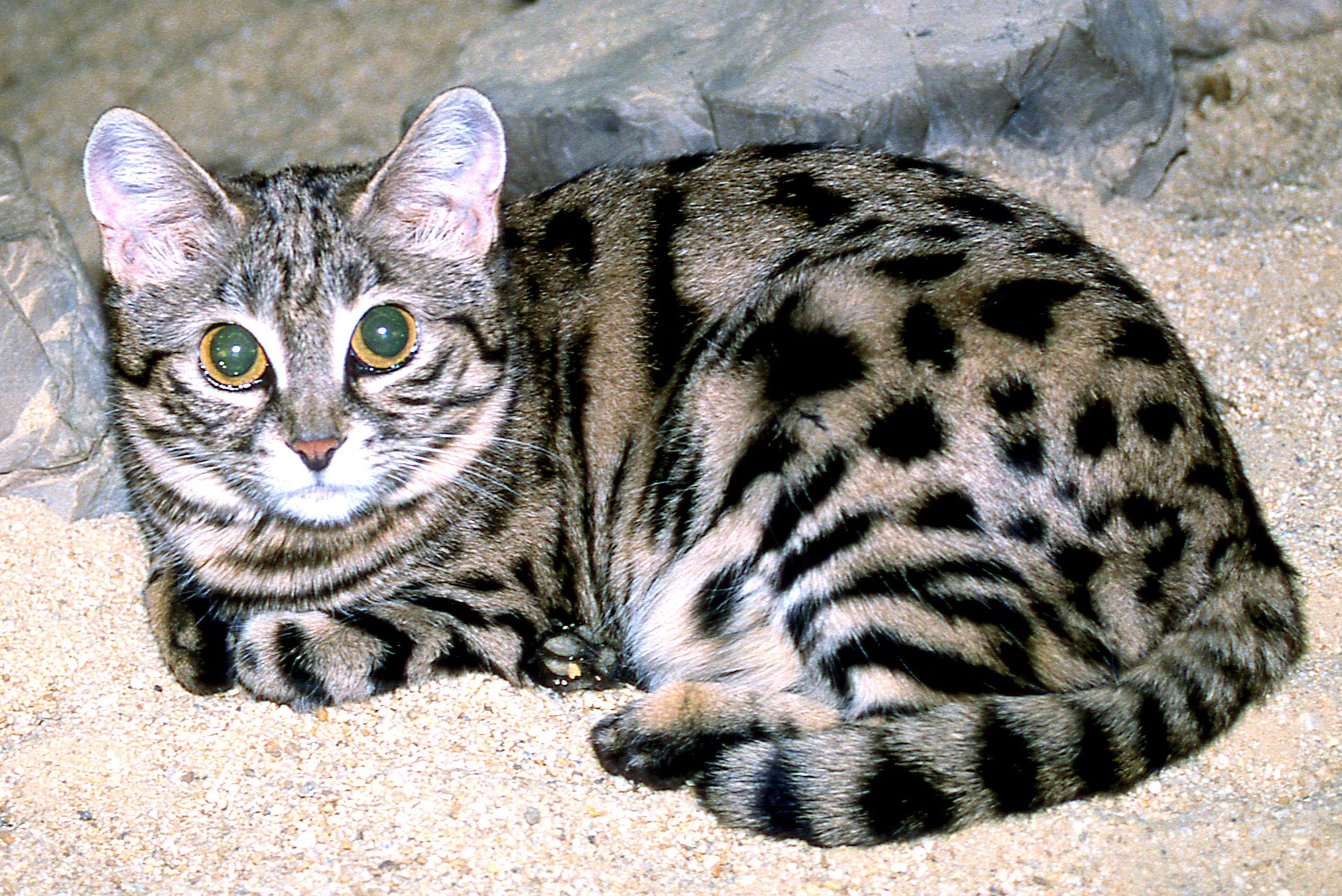 Black-footed cat; Frankfurt; early 1990s