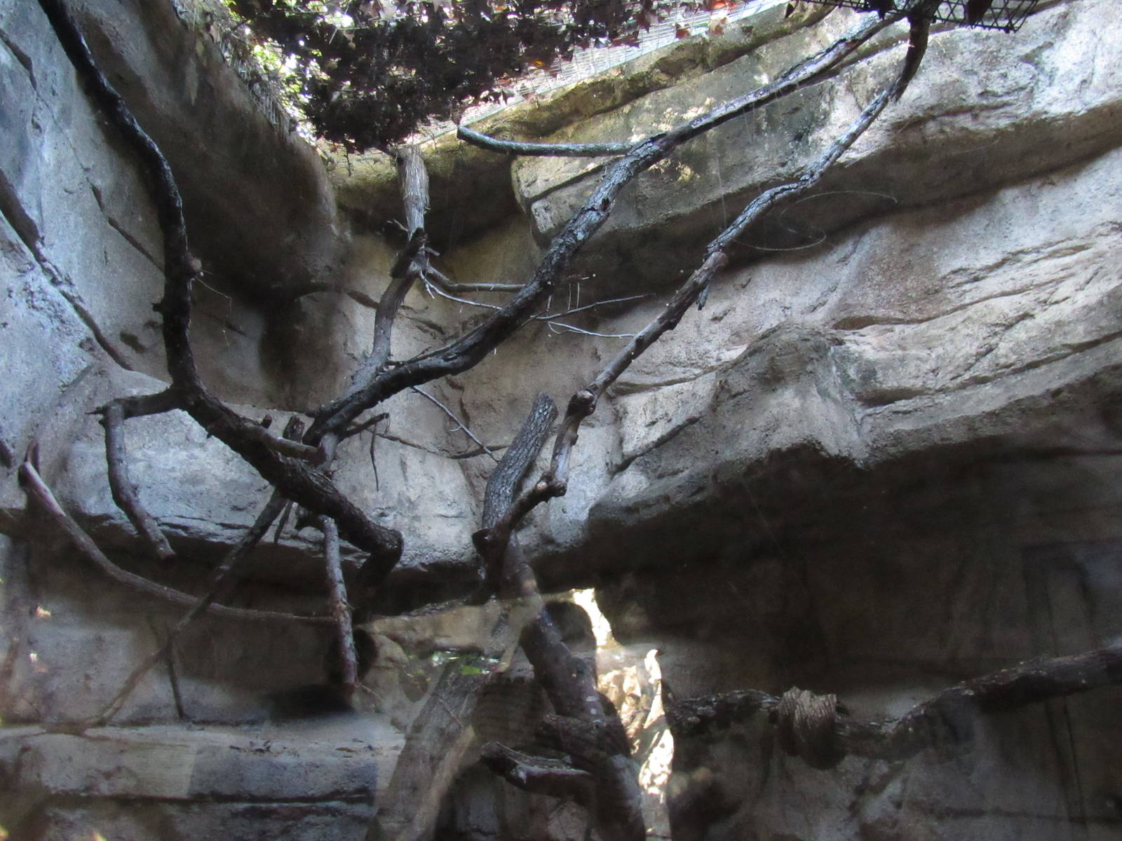 Black Footed Cat Habitat