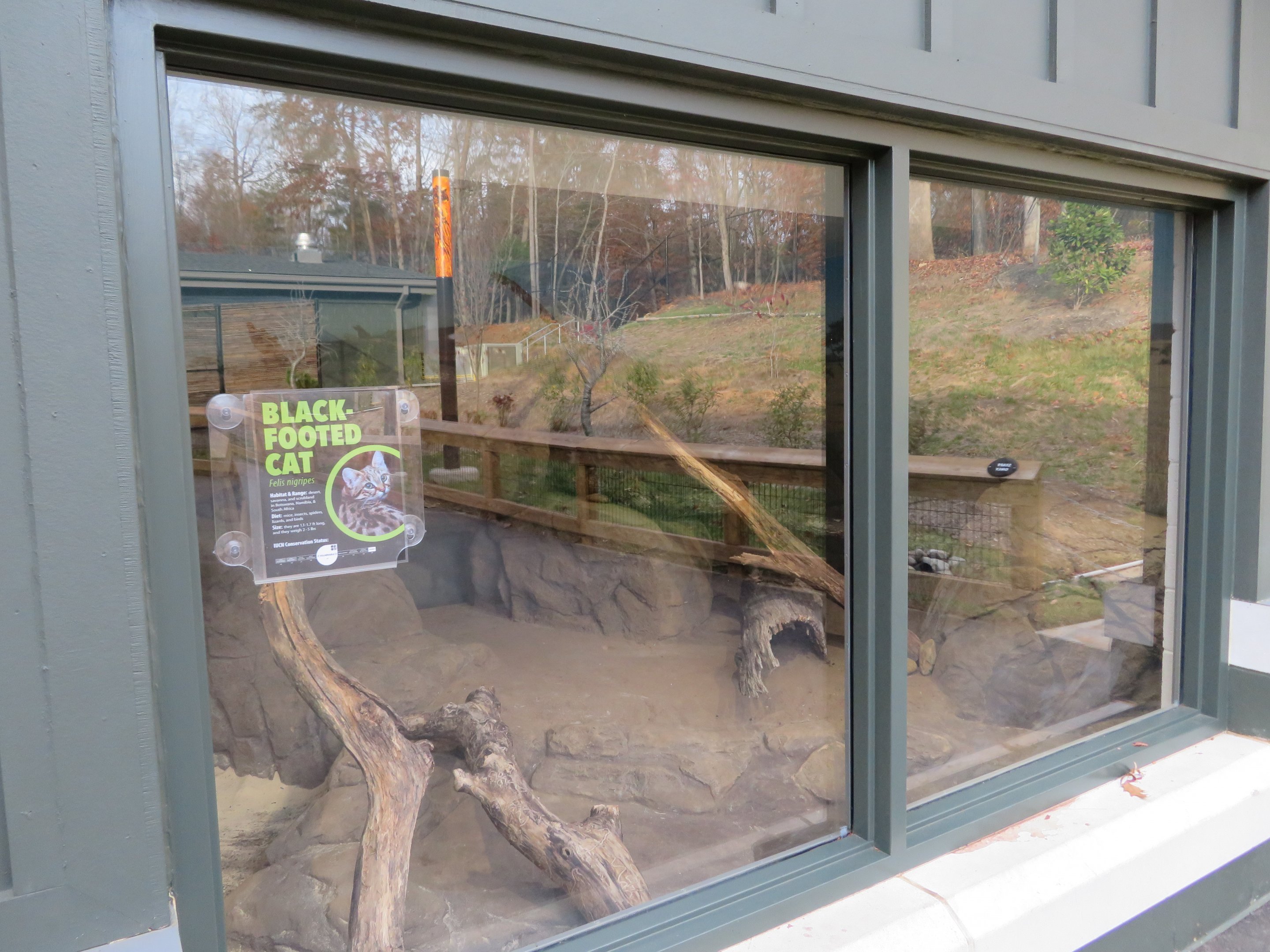Black-footed Cat Indoor Enclosure