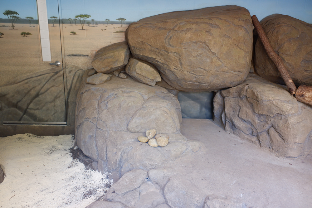 black footed cat (indoor exhibit)