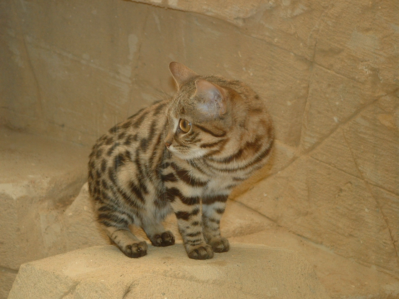 Black-footed Cat - July 2011