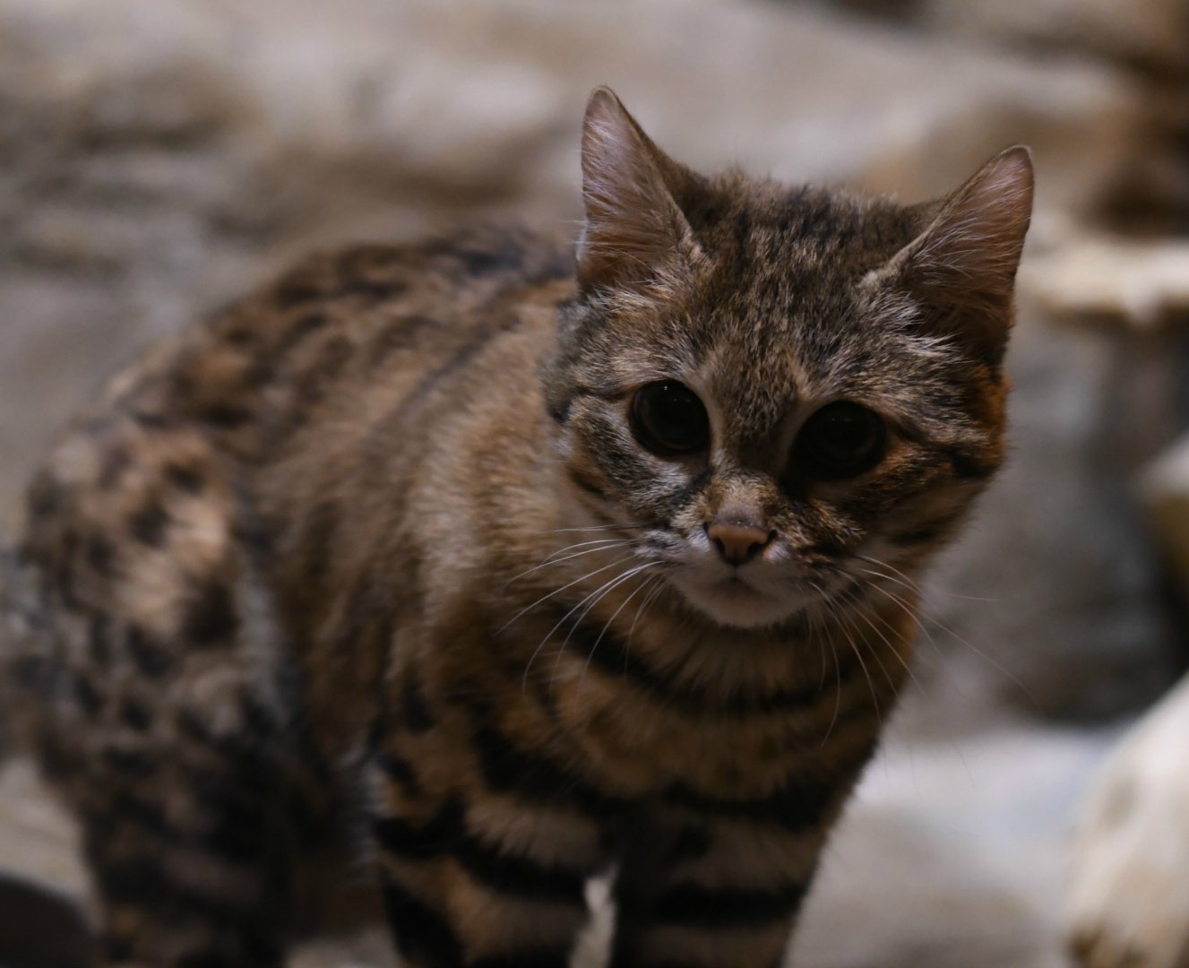 Black-footed cat Karoo