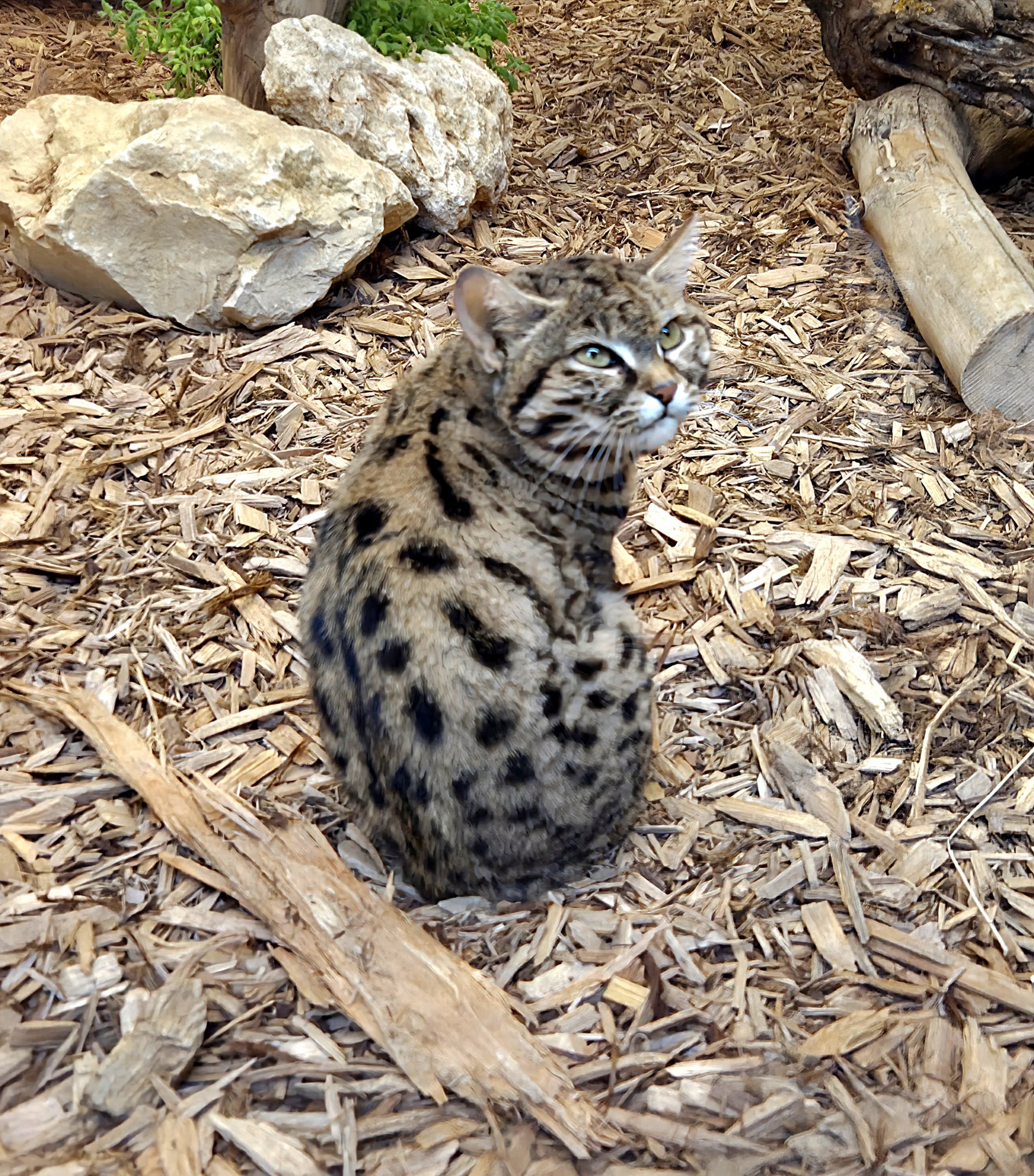Black-Footed Cat Kitten - Cameron Park Zoo