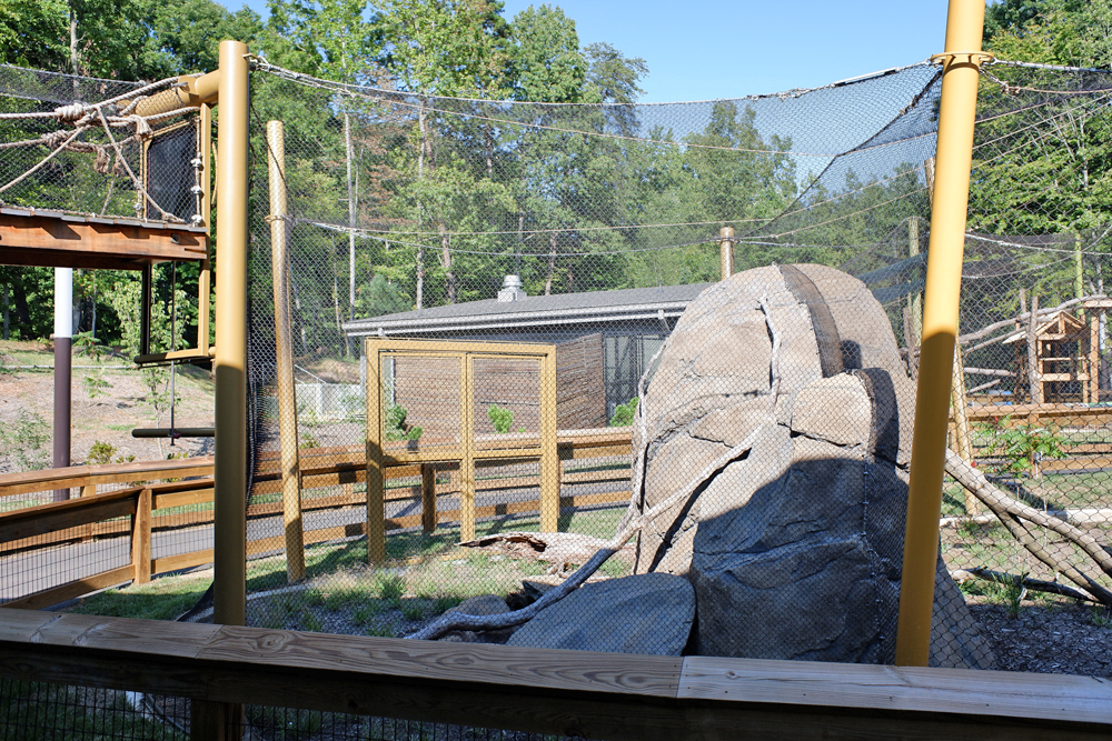 black footed cat (outdoor exhibit)