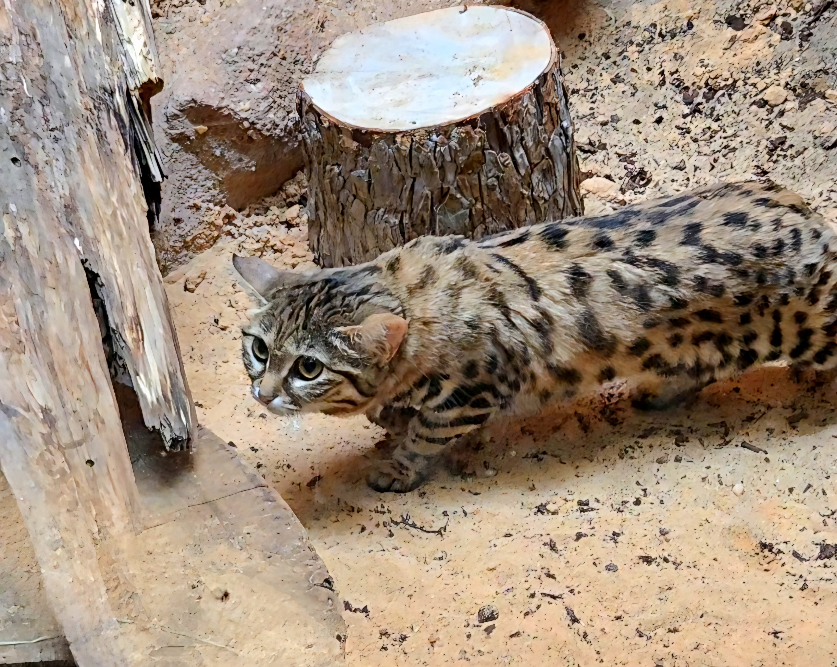 Black-Footed Cat - Riverbanks Zoo