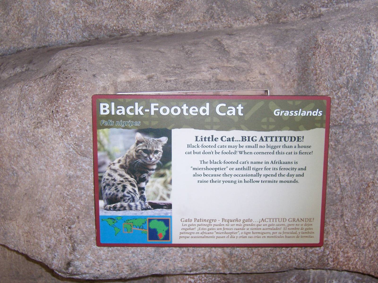 Black Footed Cat Sign
