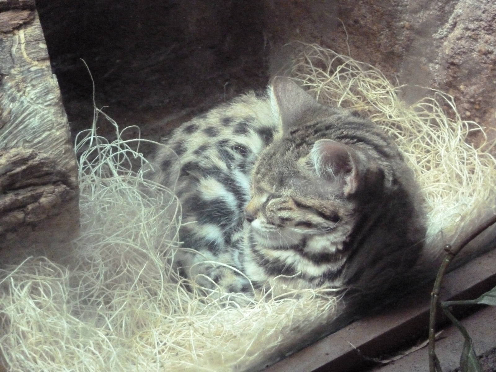 Black-Footed Cat