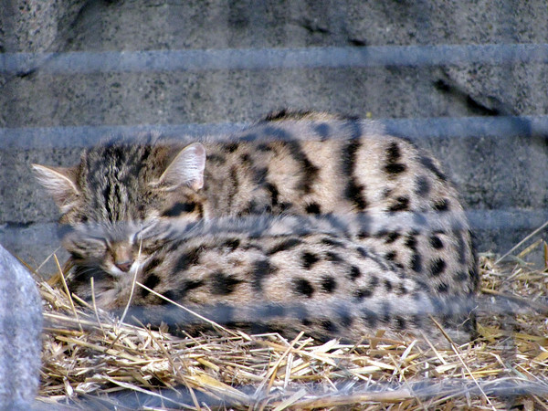 Black-footed Cat