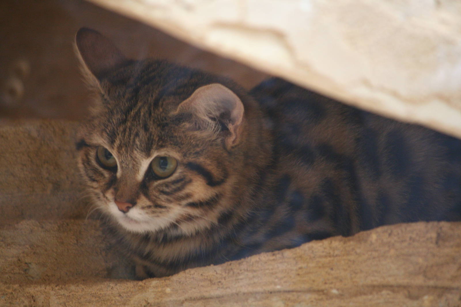 Black-footed cat