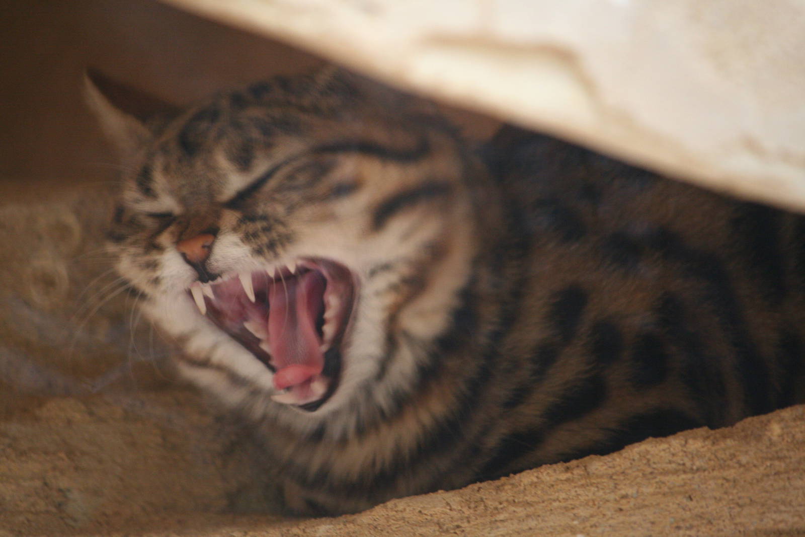 Black-footed cat
