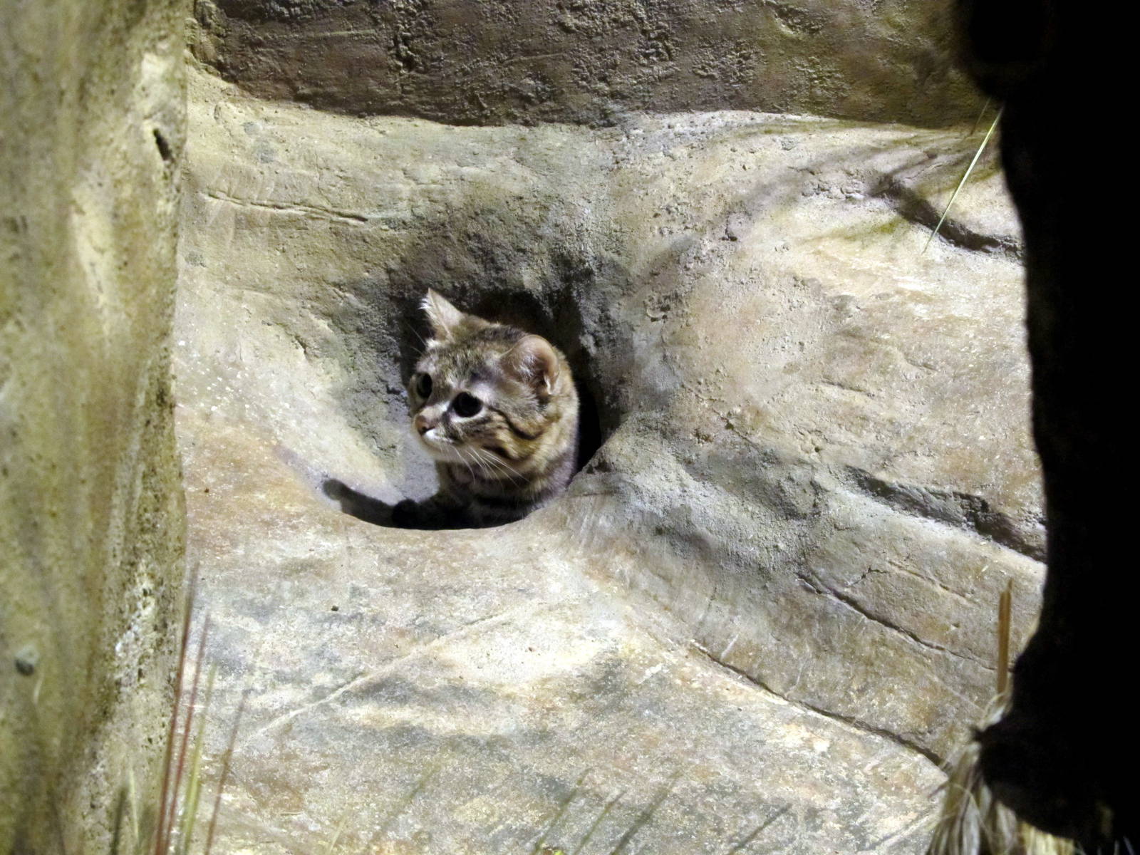 Black-footed Cat