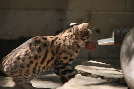 black footed cat