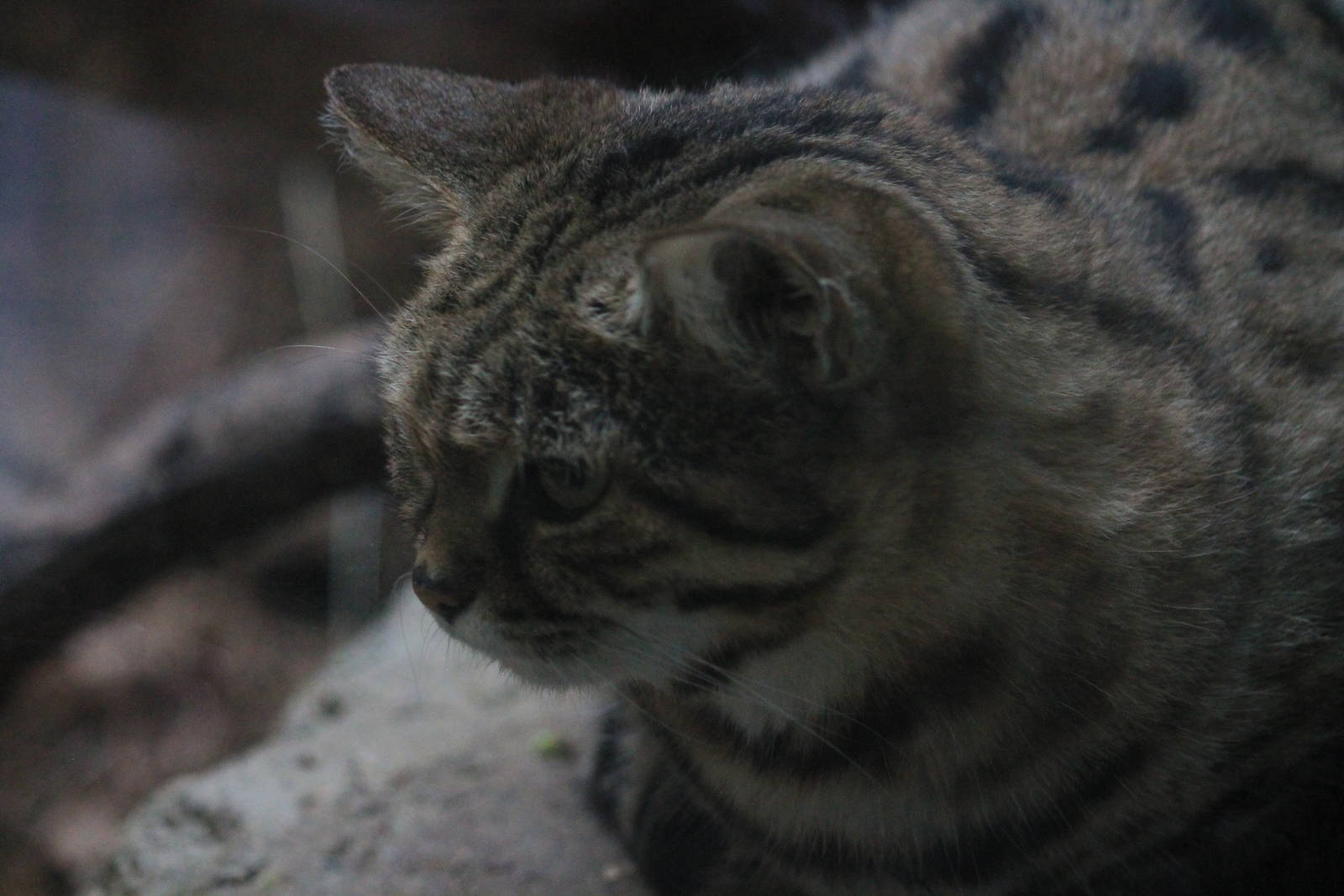 Black-footed Cat