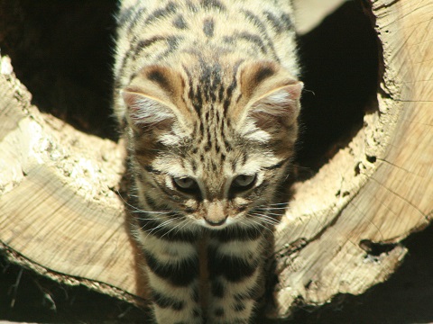 Black-footed Cat