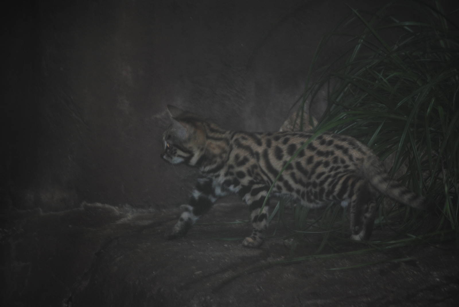 Black-Footed Cat