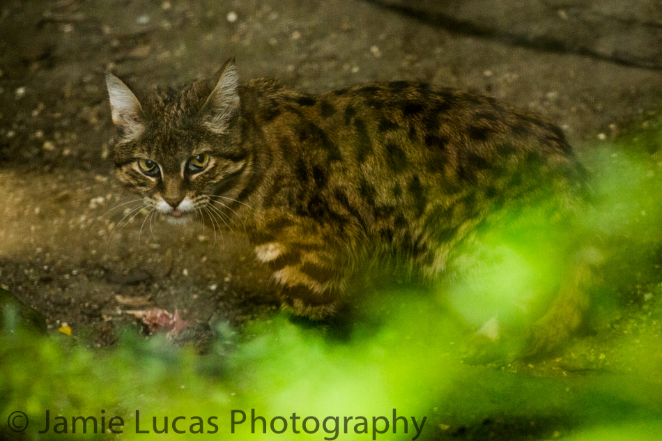 Black Footed Cat