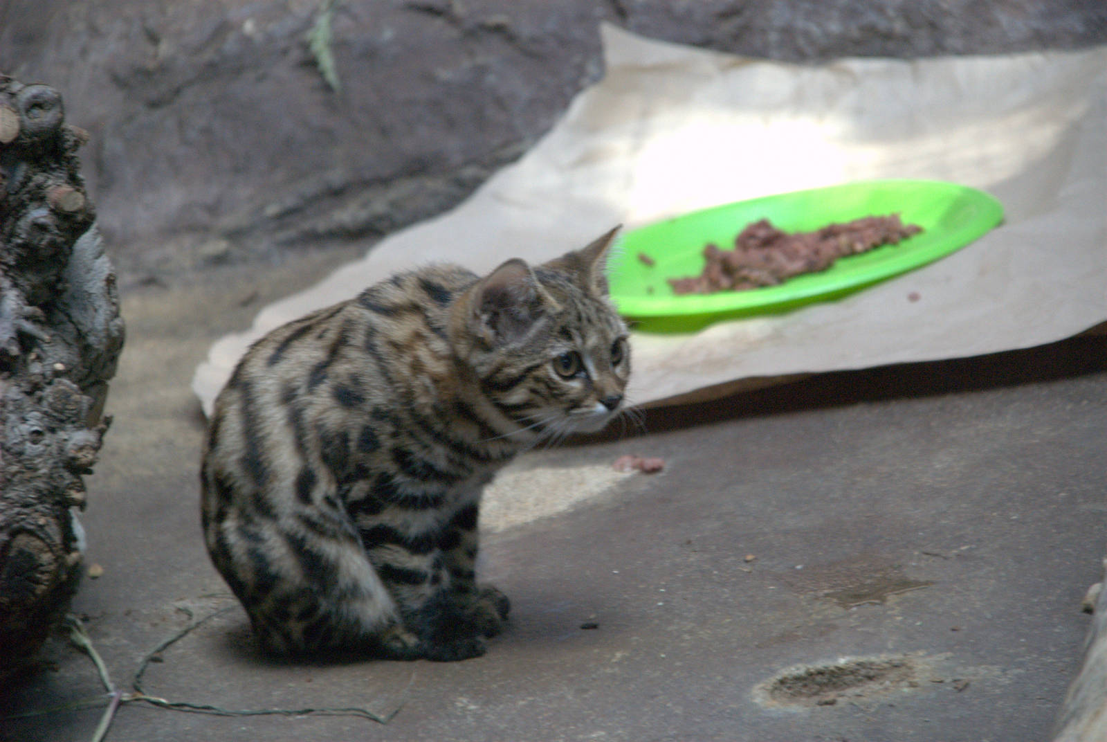 Black-footed Cat
