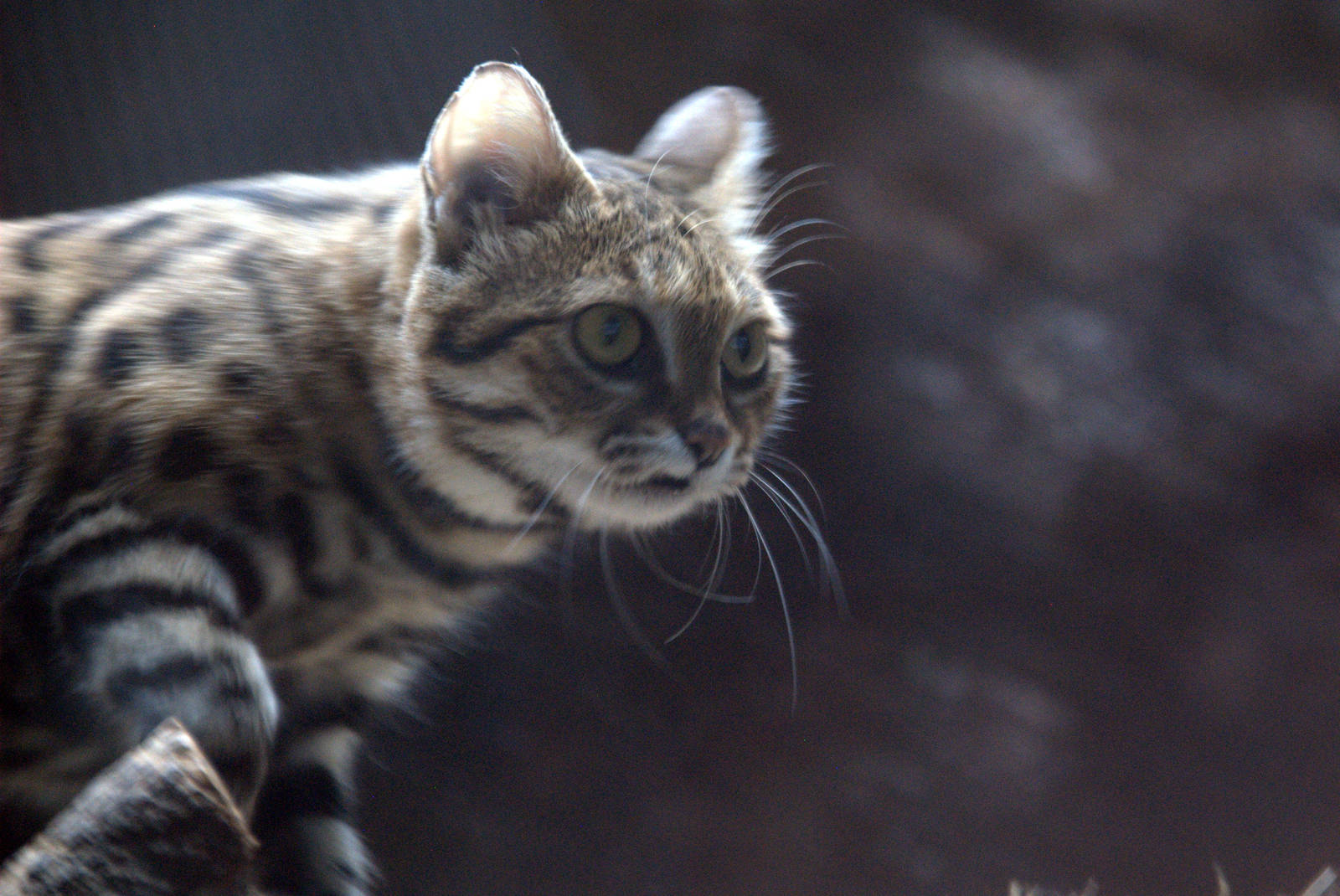 Black-footed Cat