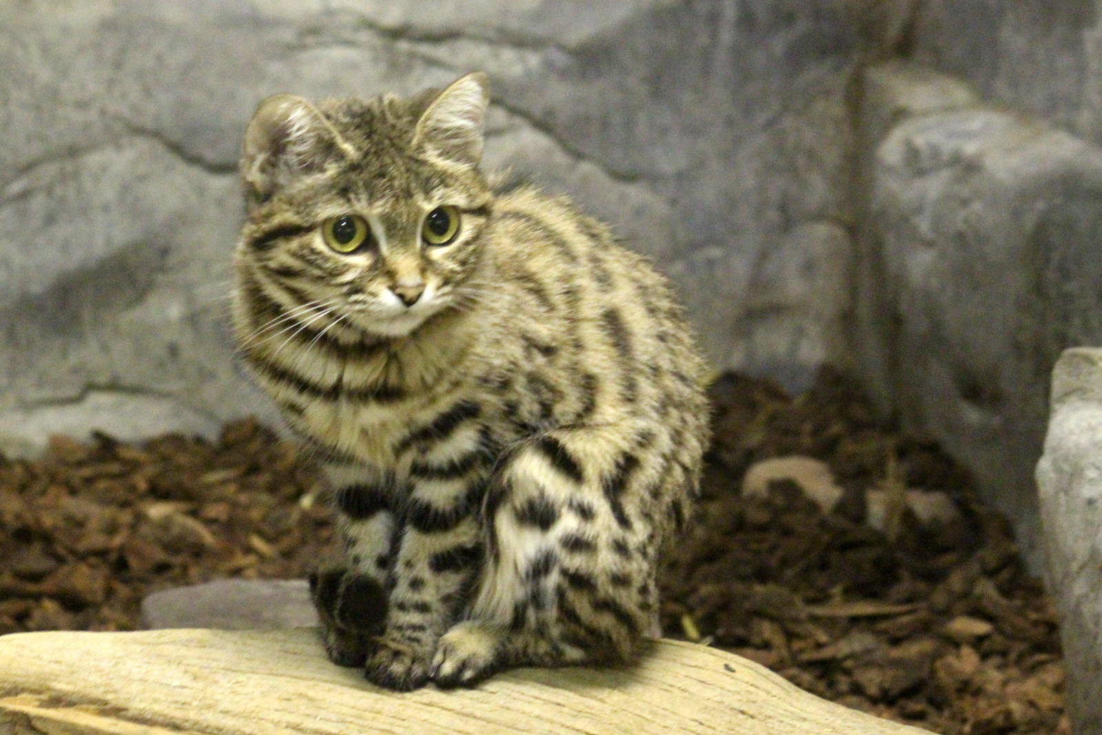 Black-footed Cat