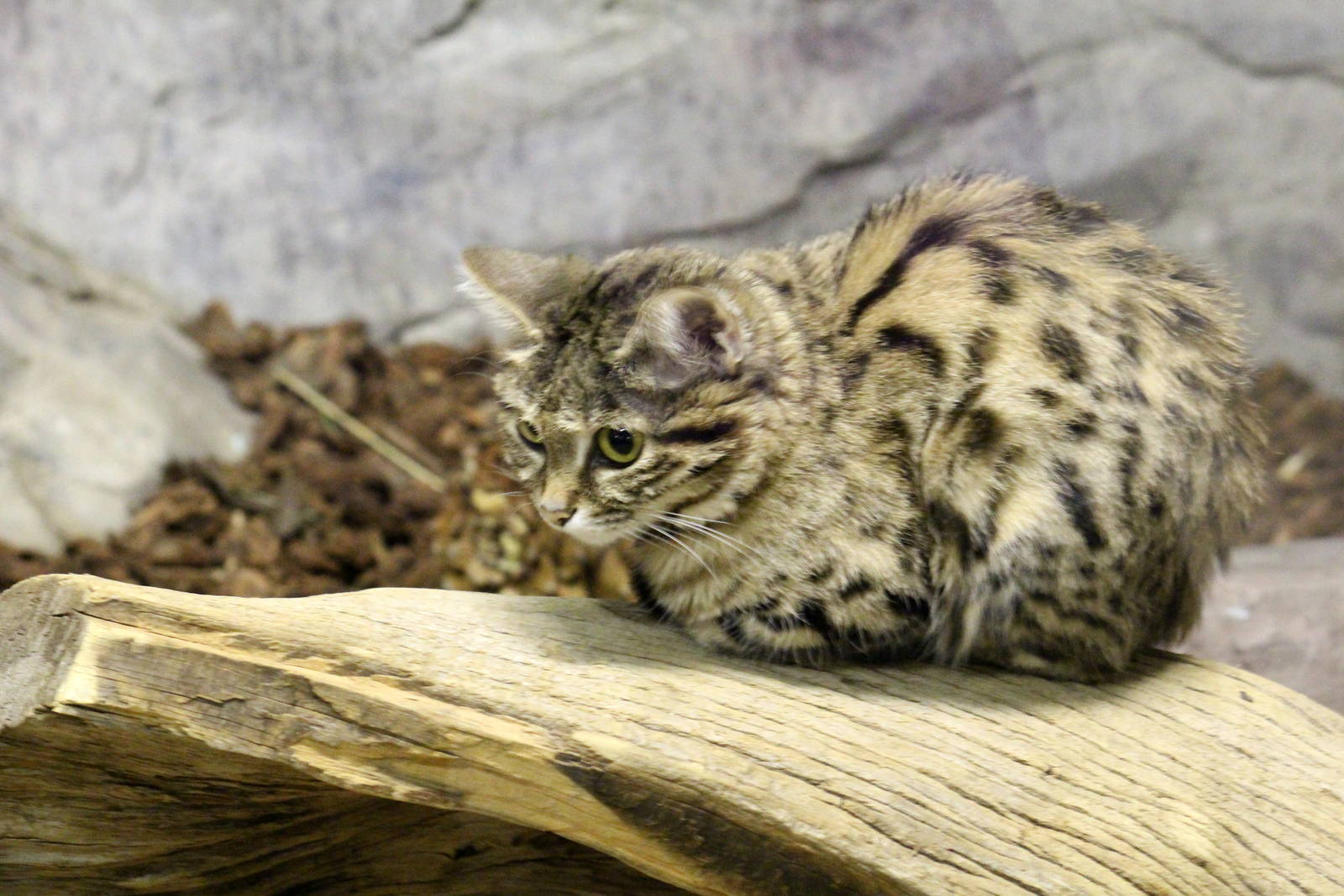 Black-footed Cat