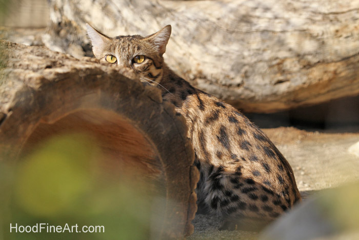black footed cat