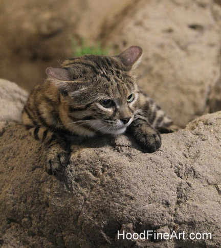 black footed cat