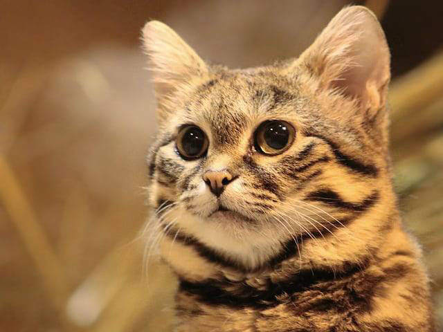 Black-footed Cat