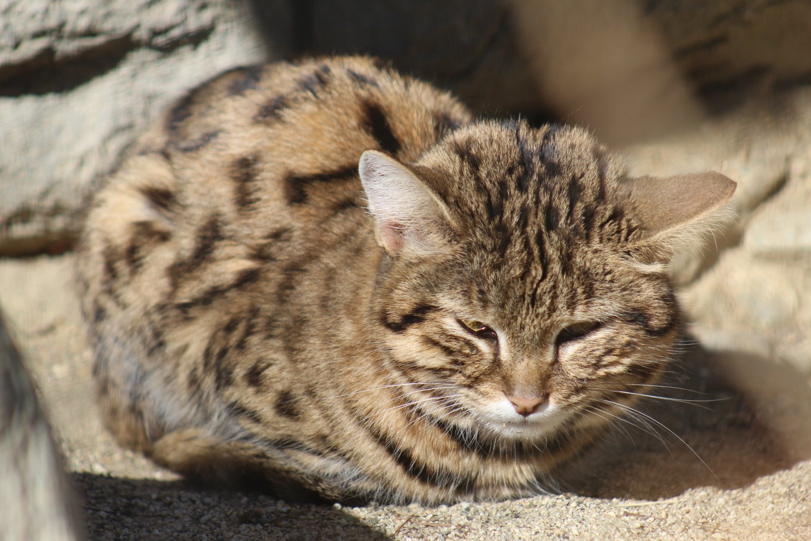 Black-Footed Cat