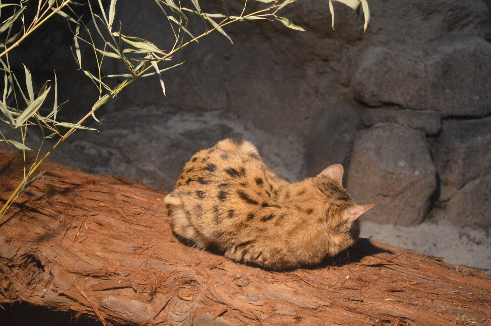 Black-Footed Cat