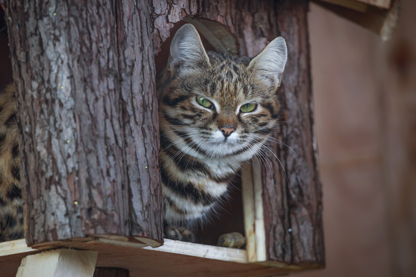 Black-footed cat