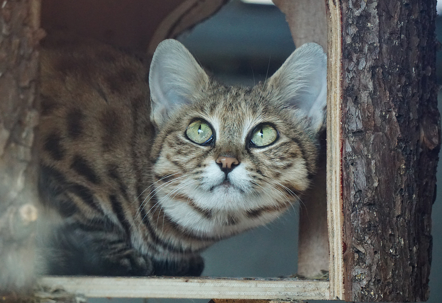 Black-footed cat