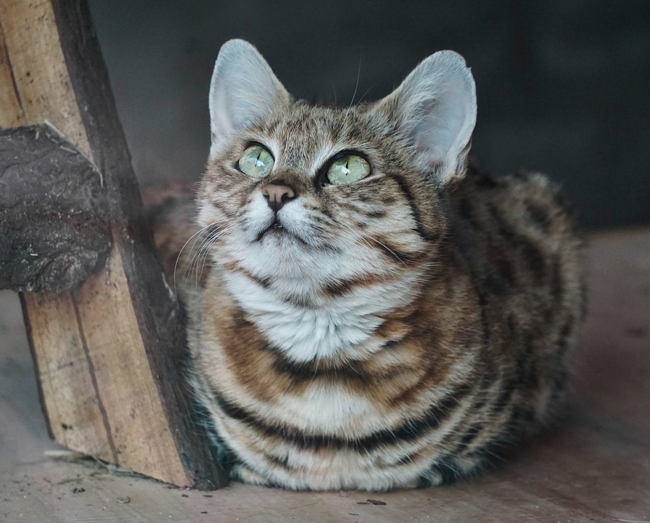 Black-footed cat