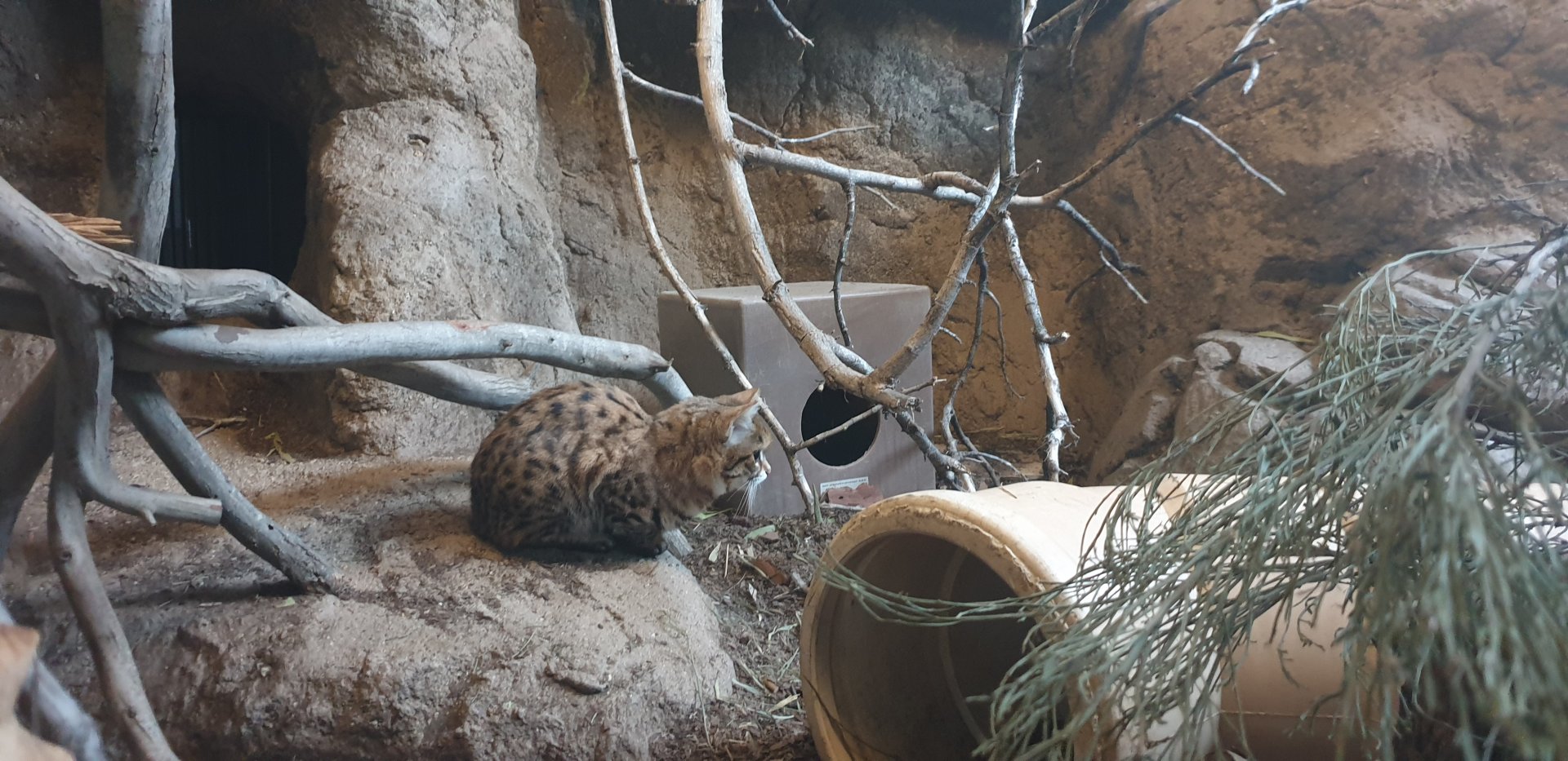 Black-footed Cat