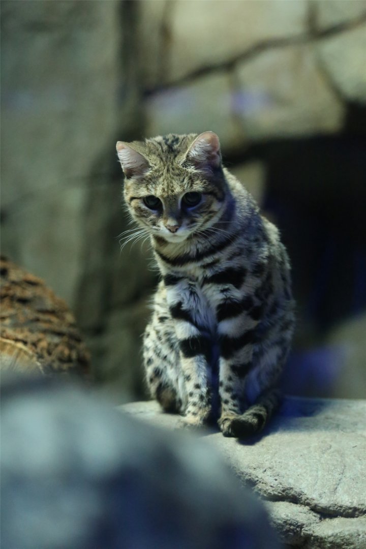 Black-footed Cat