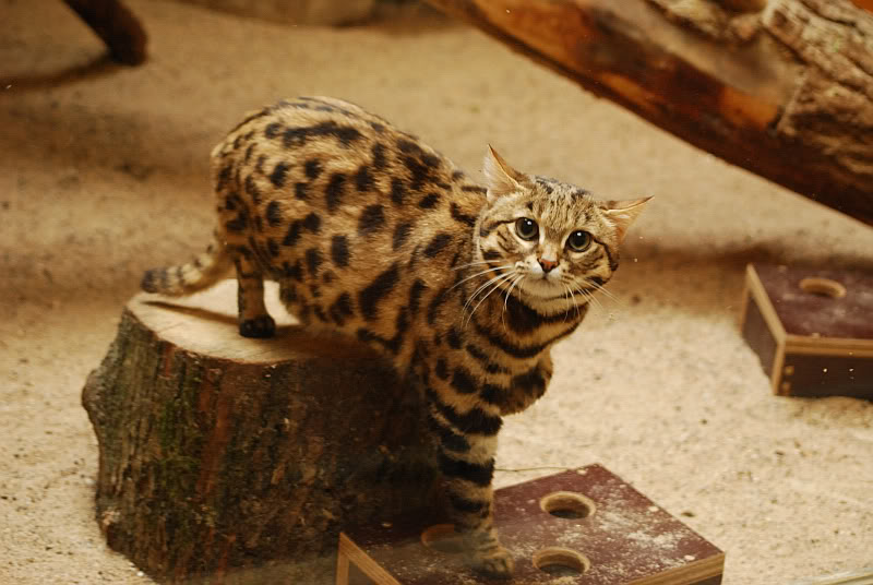 Black-footed cat