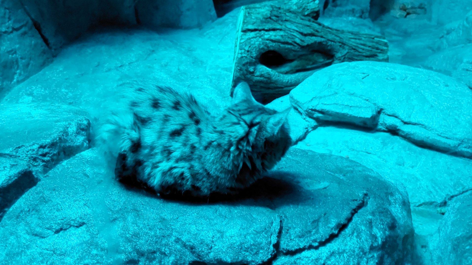 Black-Footed Cat
