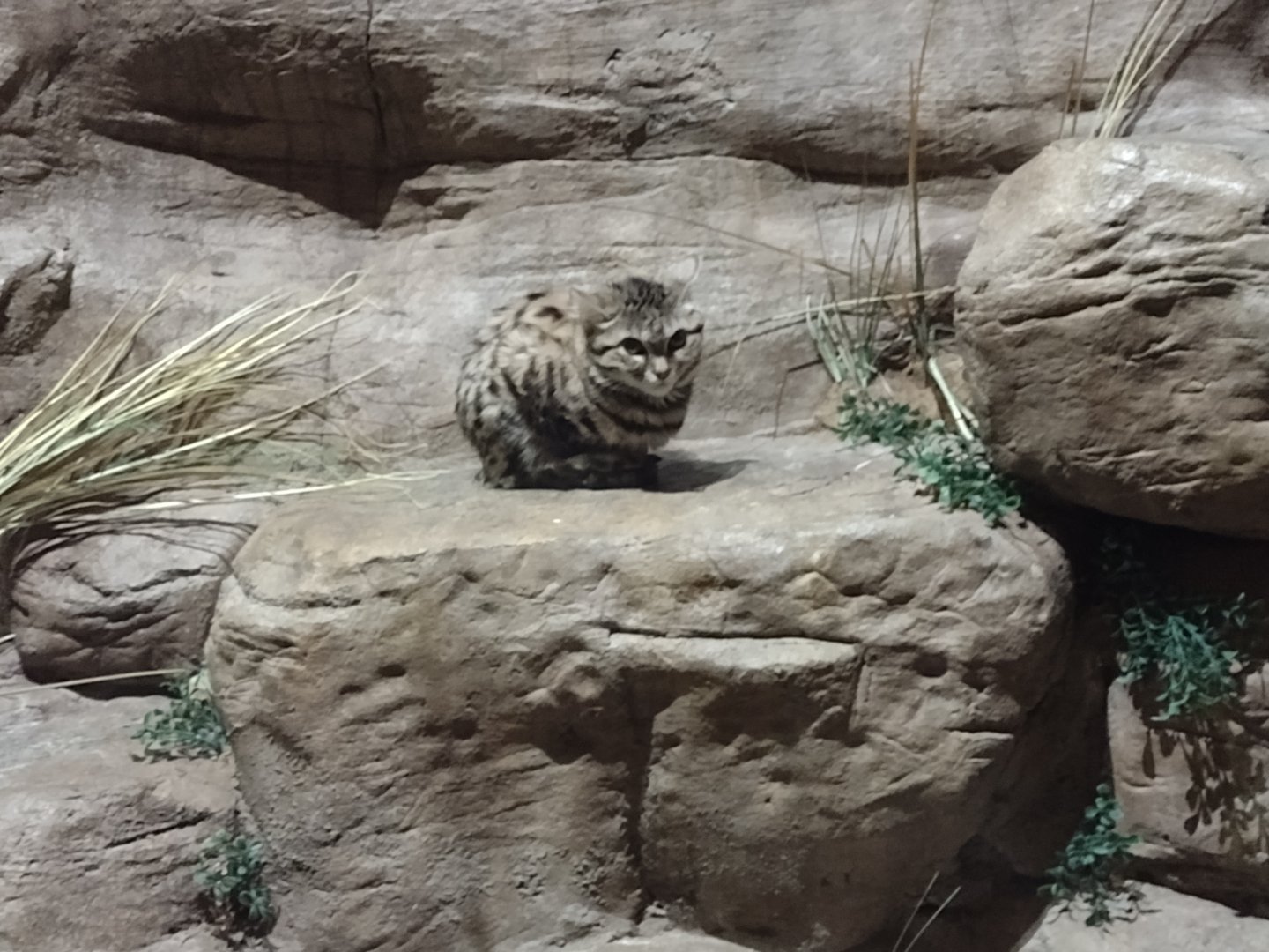 Black footed Cat