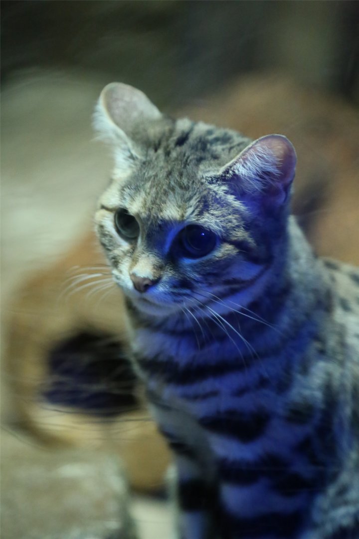 Black-footed Cat